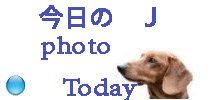 *今日の　Ｊ*　お散歩のスナップです